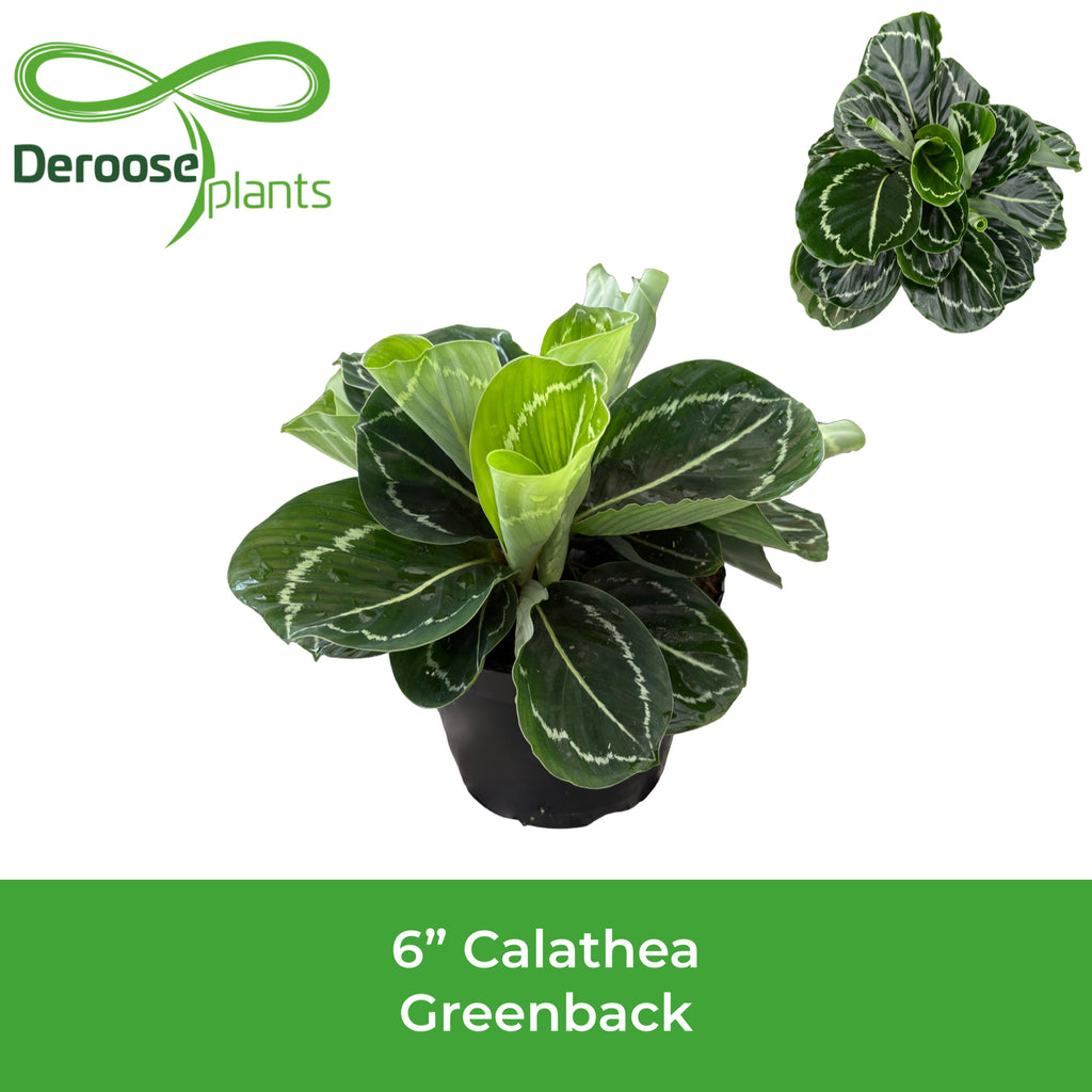 6" Calathea Roseopicta Greenback