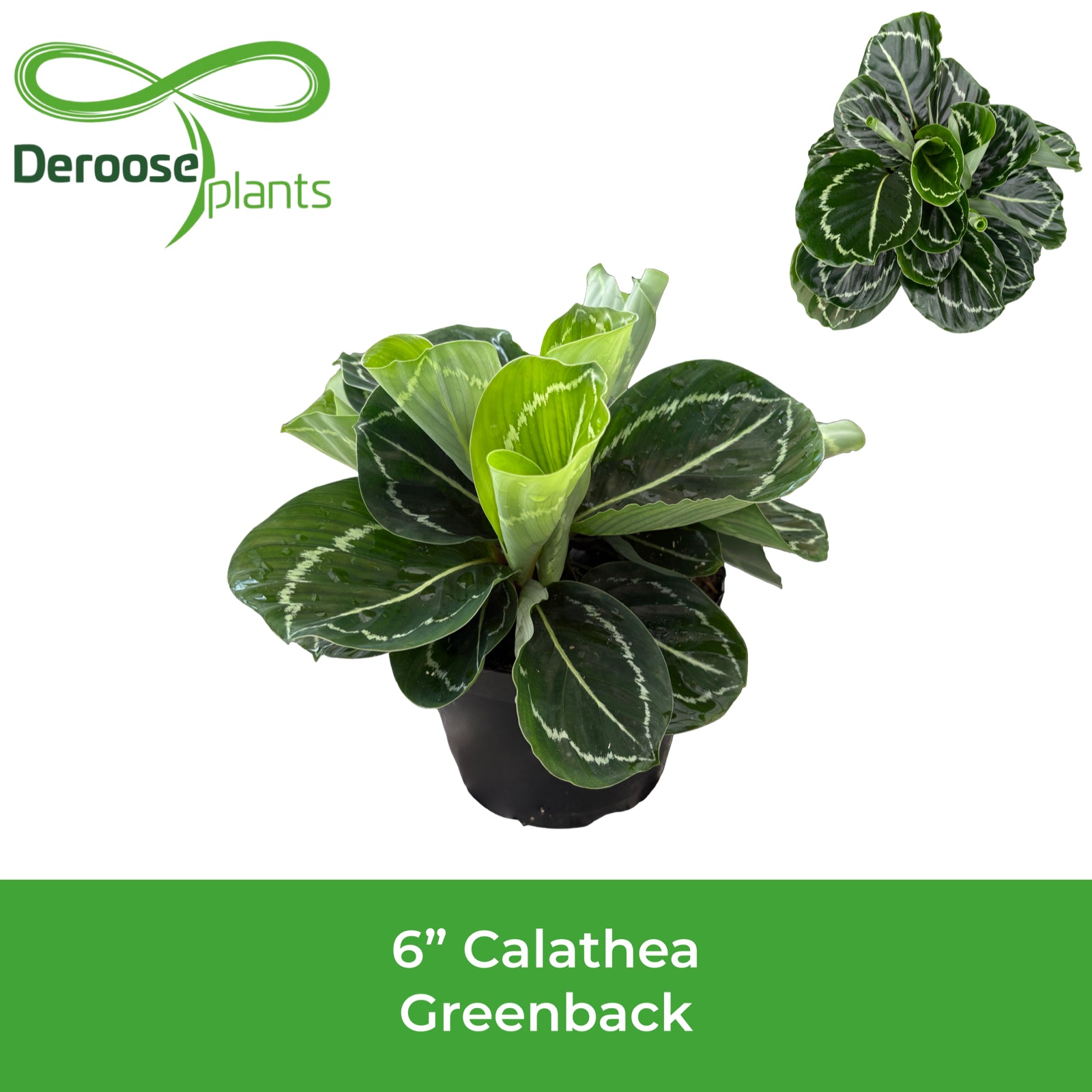 6" Calathea Roseopicta Greenback