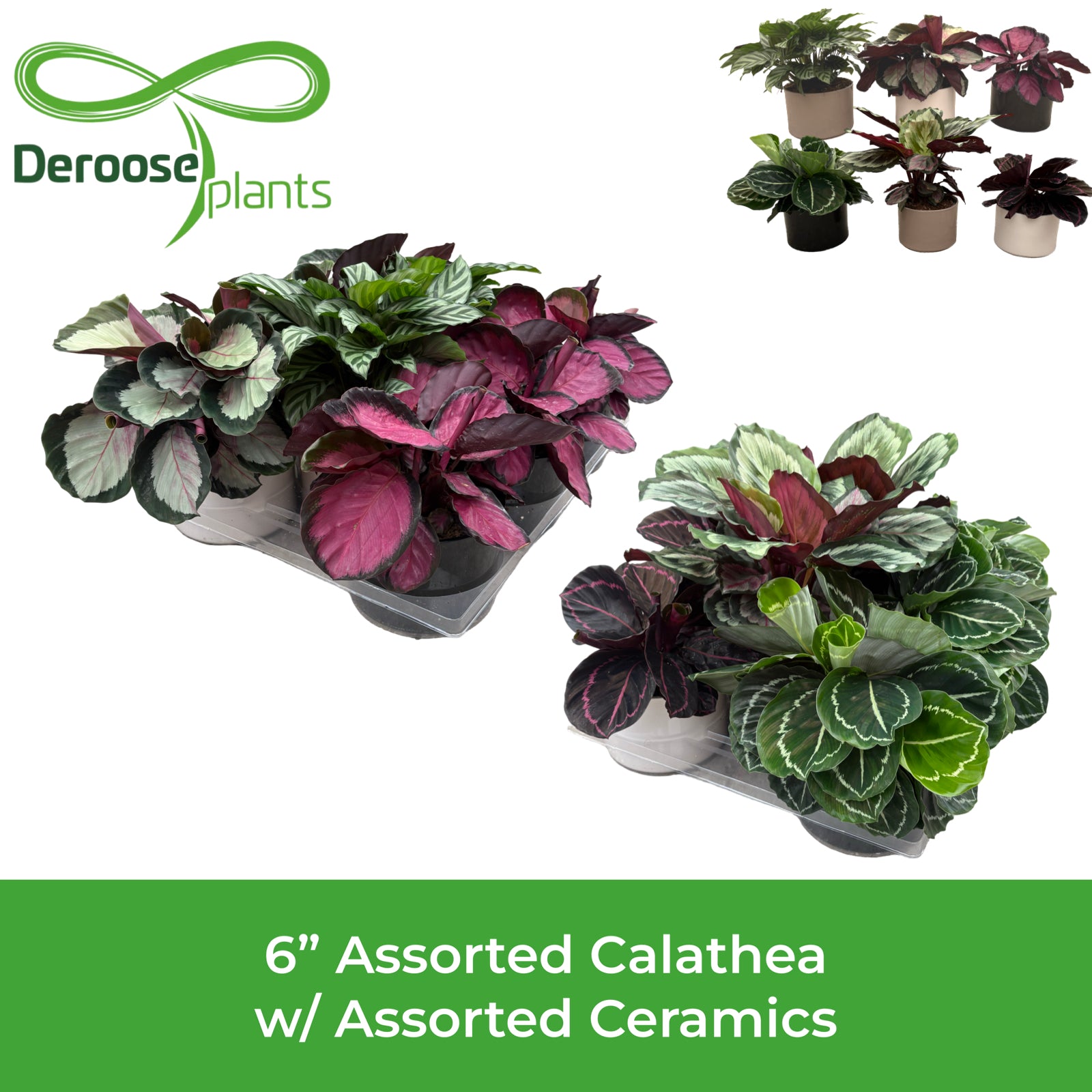 6” Assorted Calathea w/ Assorted Ceramics