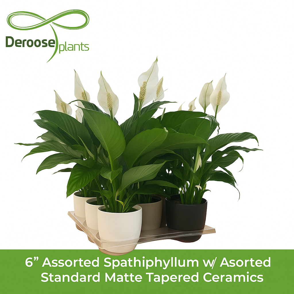 6” Assorted Spathiphyllum w/ Assorted Standard Matte Tapered Ceramics