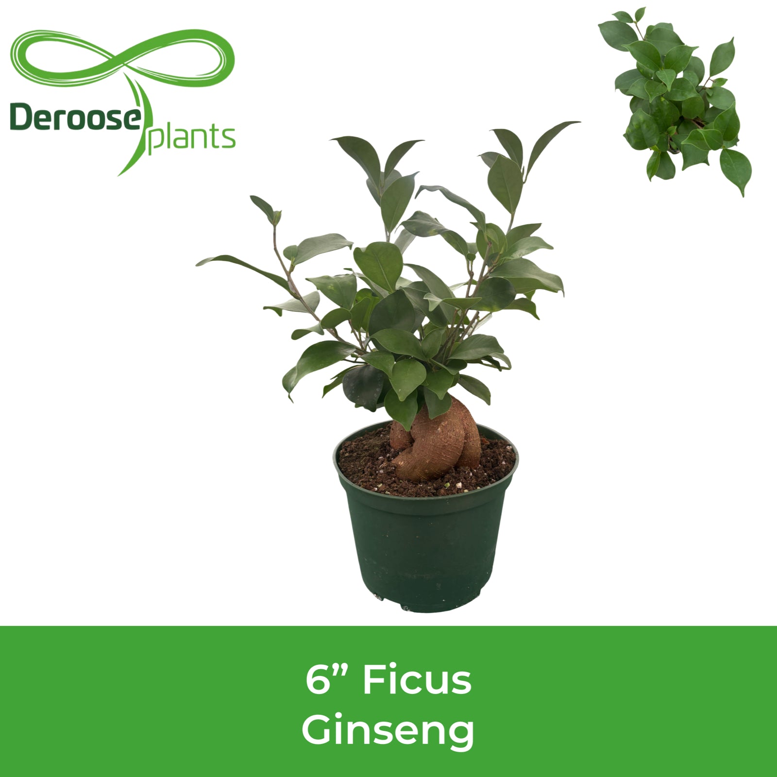 6" Ficus Ginseng