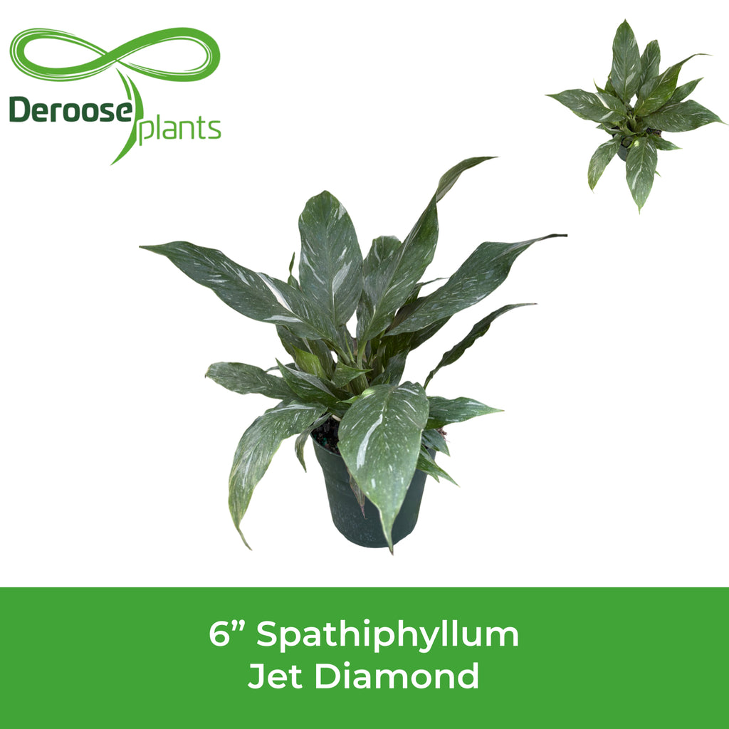 6" Spathiphyllum Jet Diamond