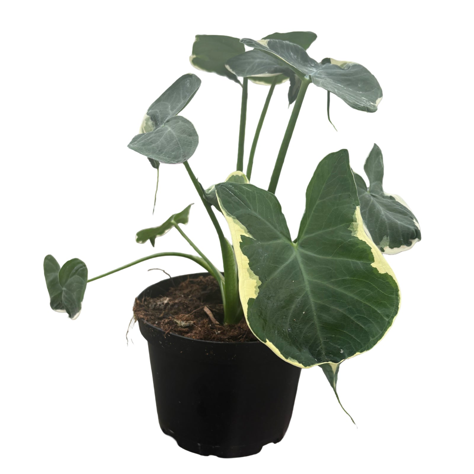 6" Alocasia Mickey Mouse