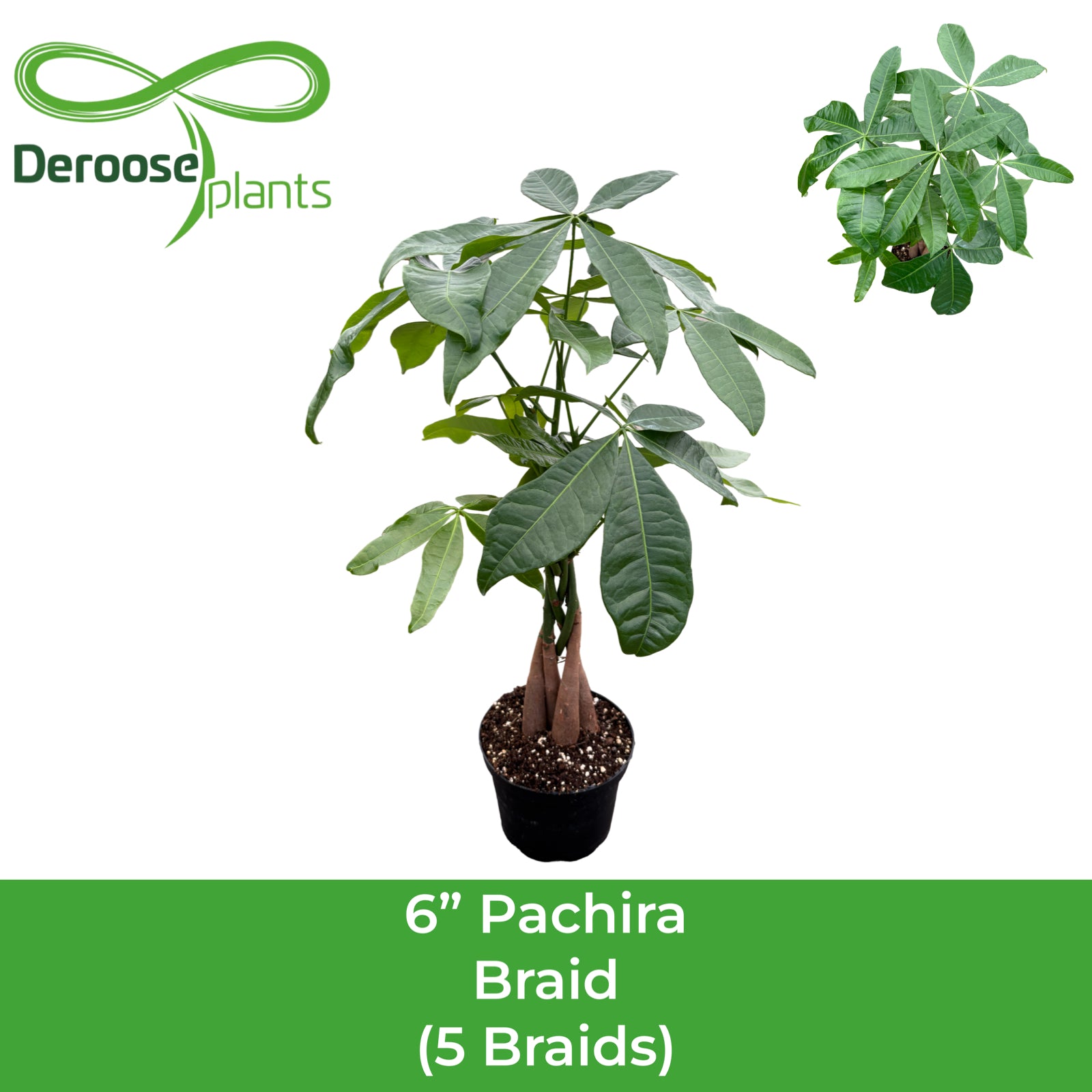 6" Pachira Braid