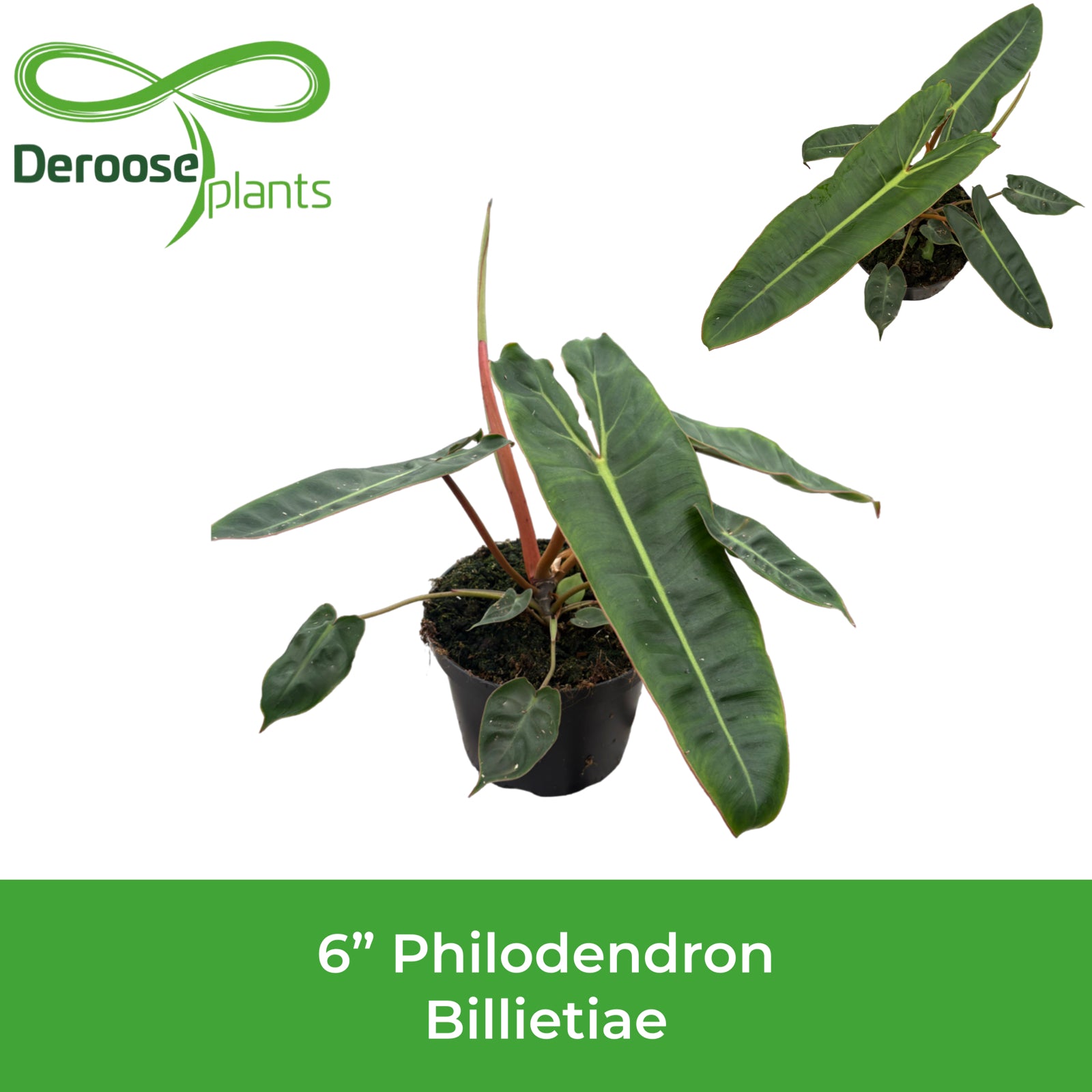6" Philodendron Billietiae