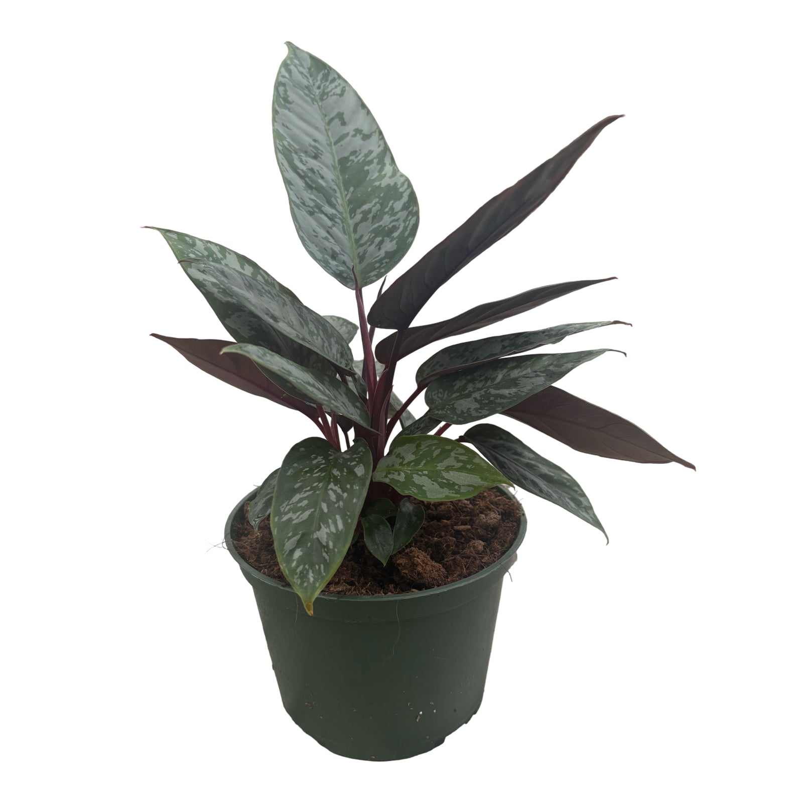 6" Apoballis Purple Sword