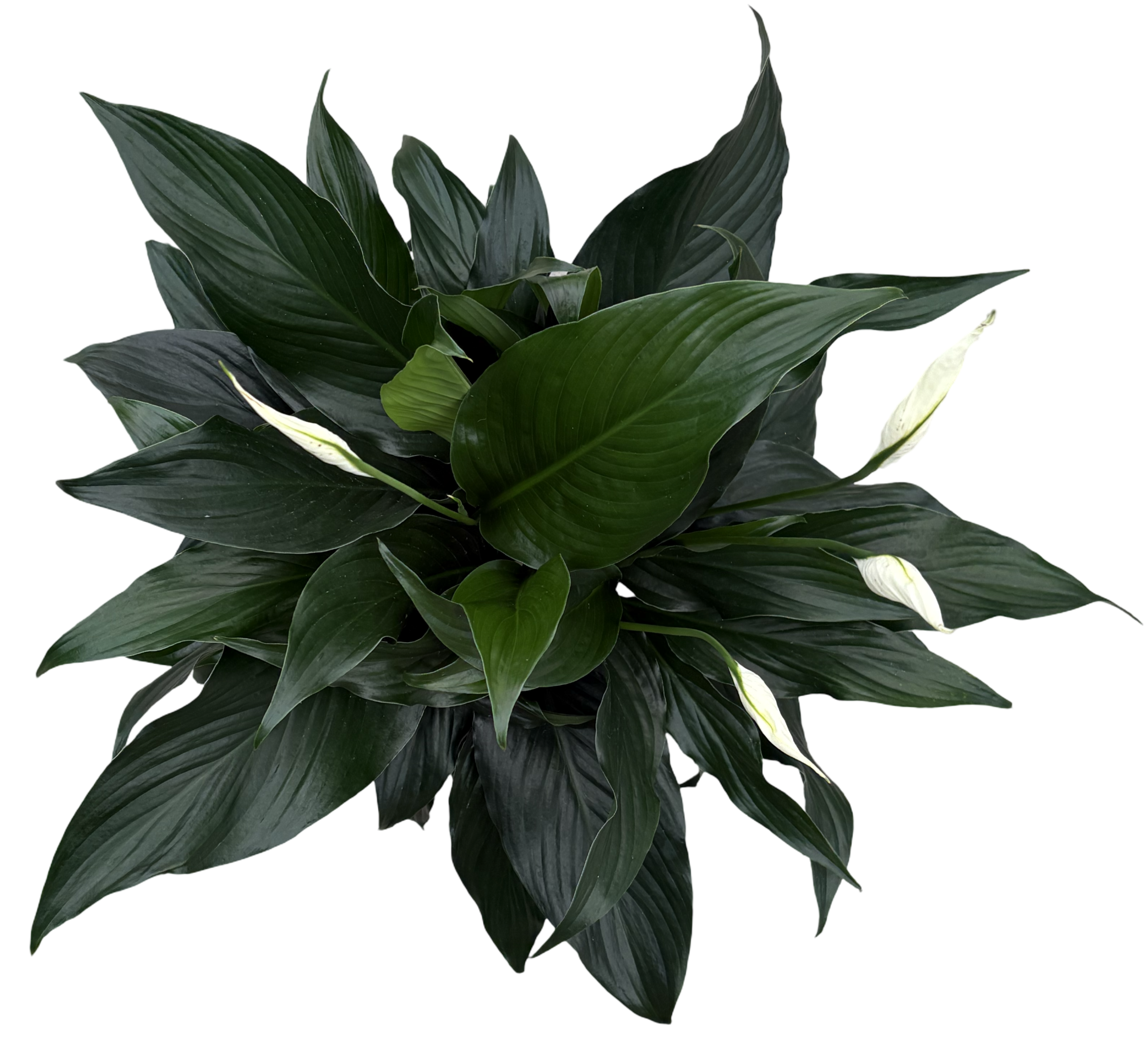6" Spathiphyllum Sweet Romano