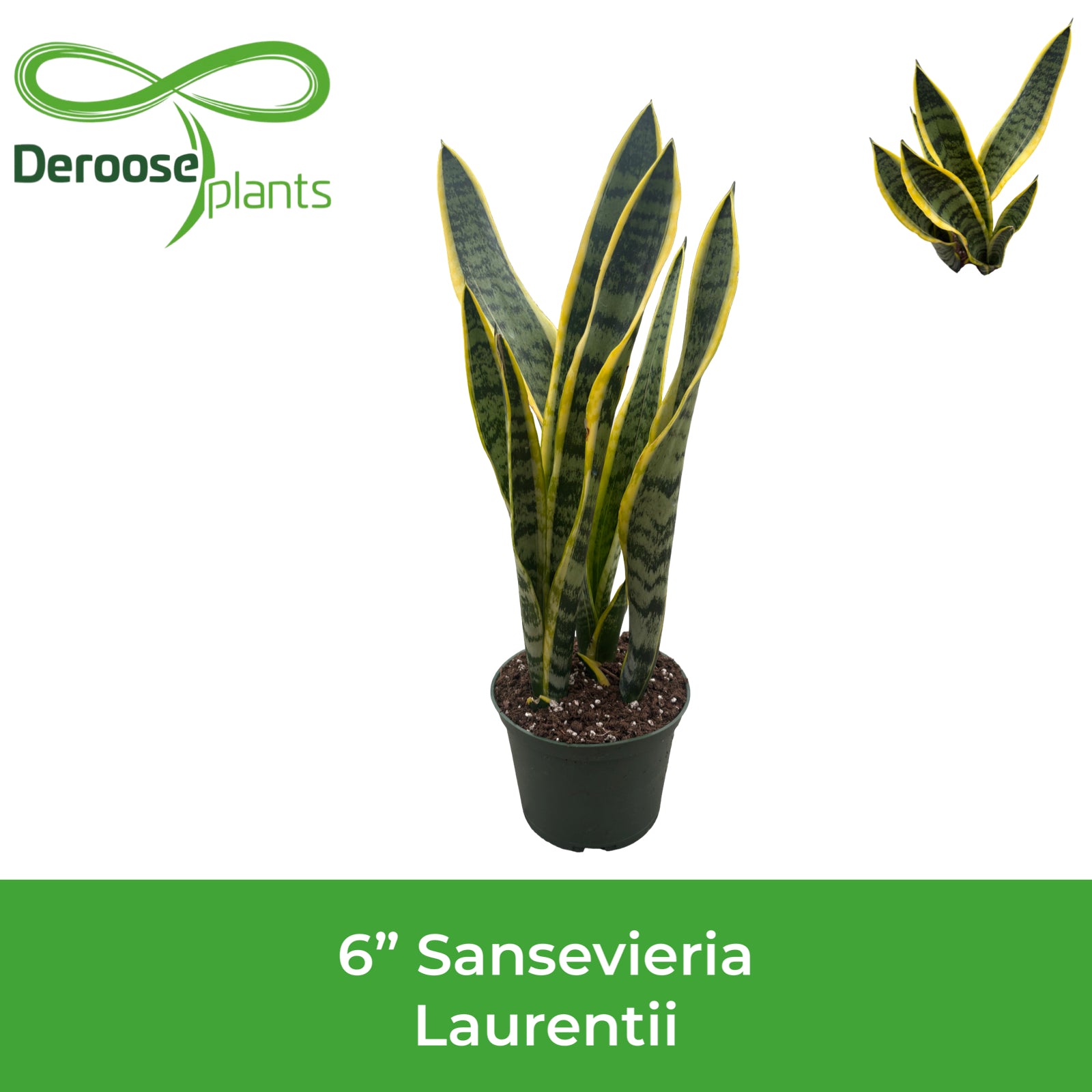 6" Sansevieria Laurentii