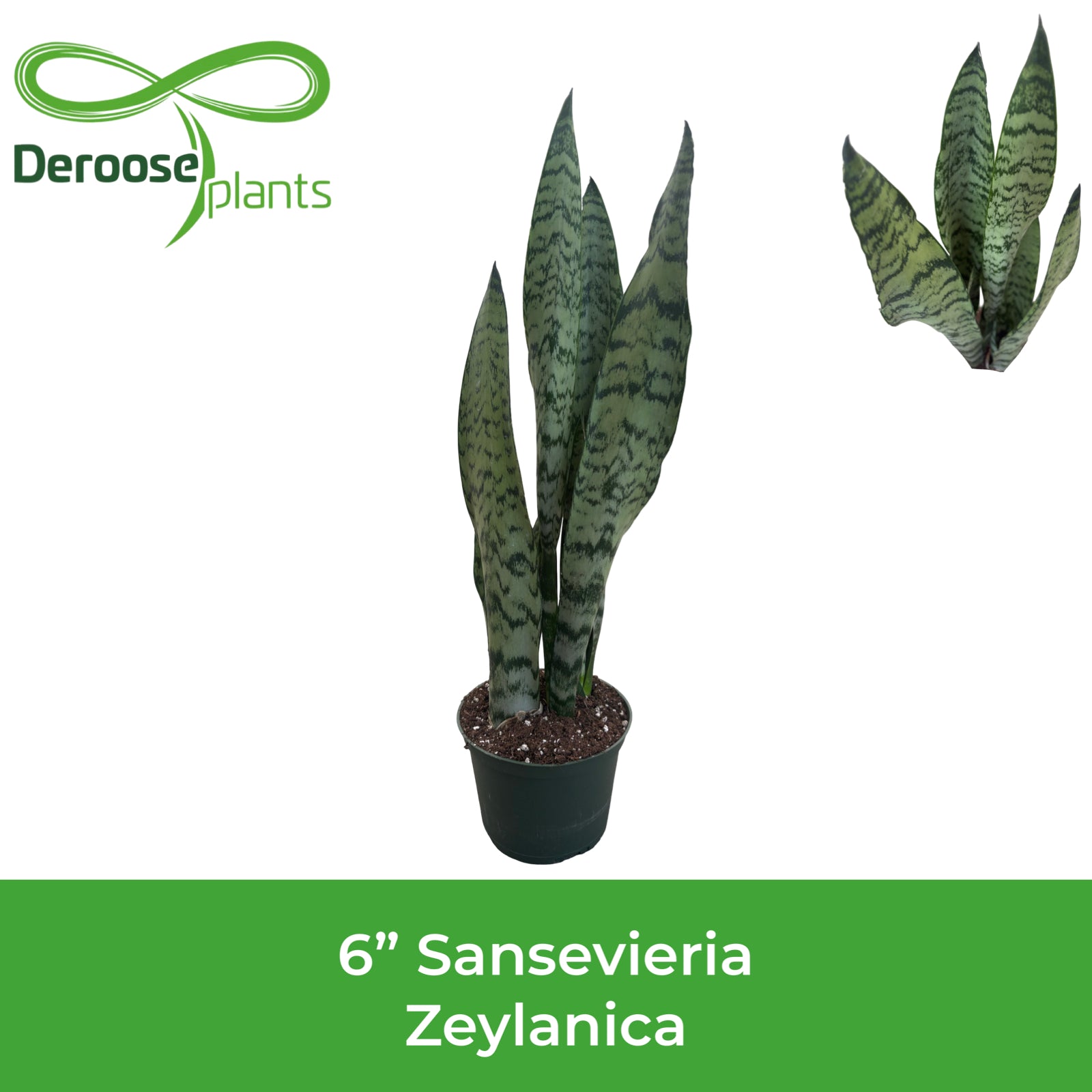 6" Sansevieria Zeylanica