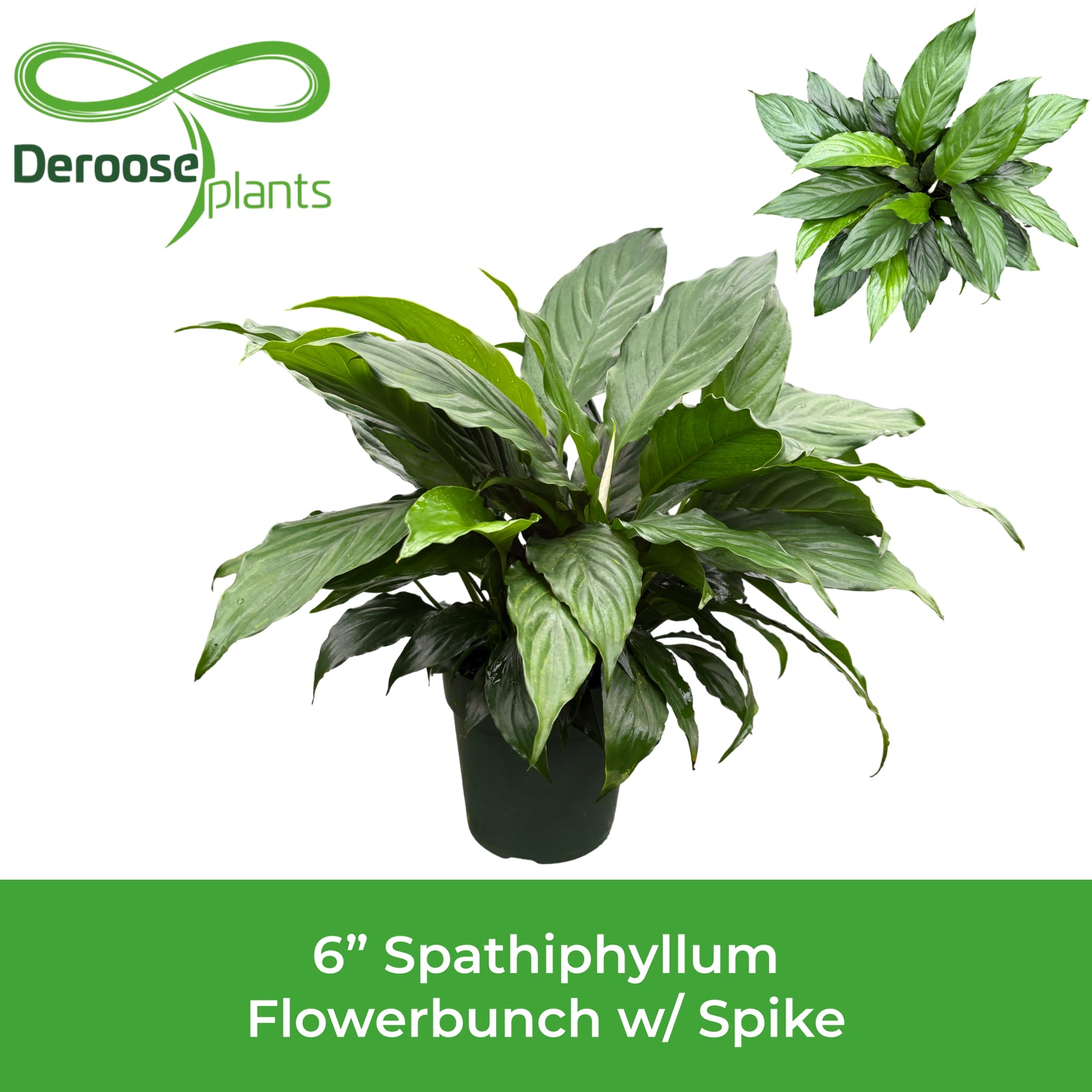 6" Spathiphyllum Flowerbunch w/ Spike