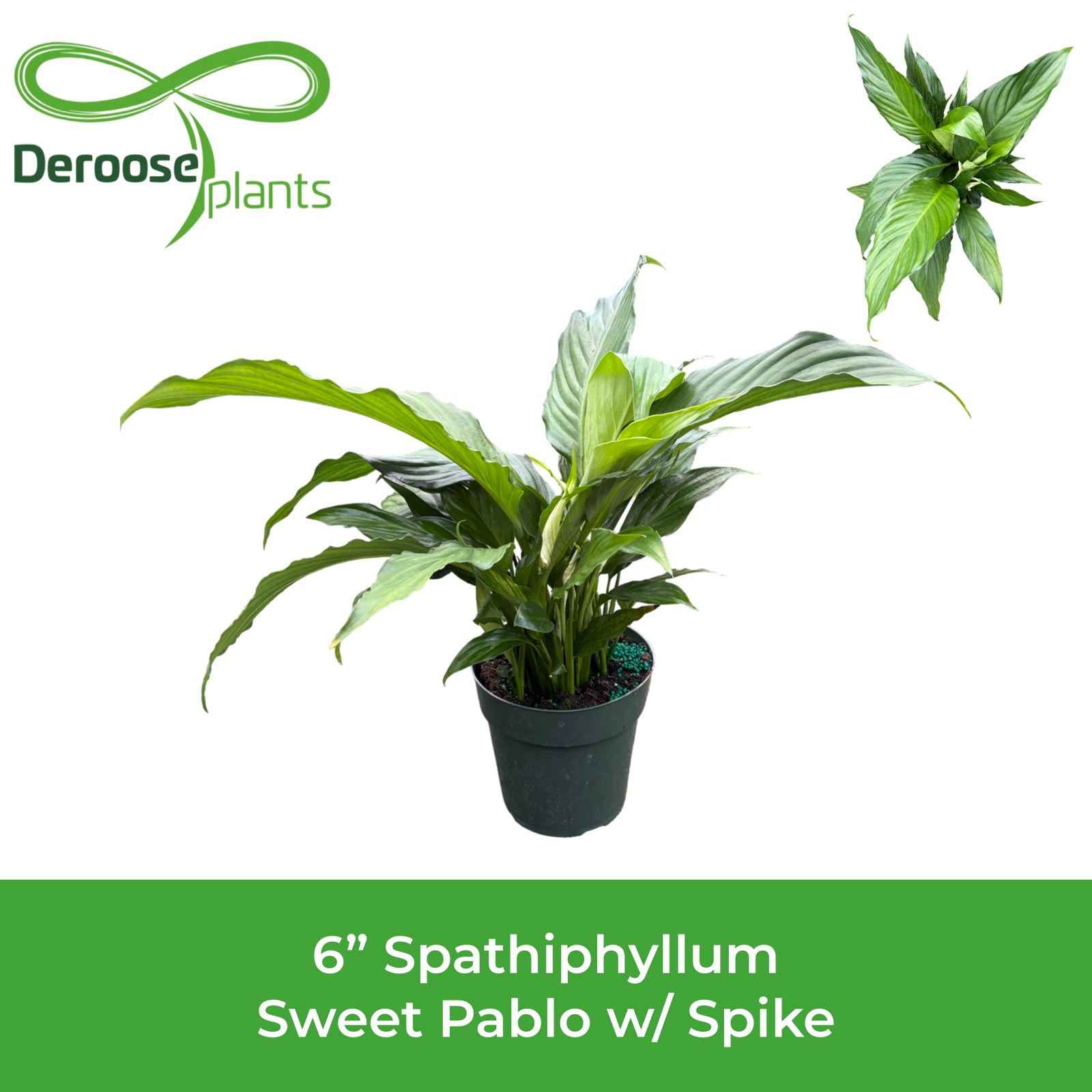 6" Spathiphyllum Sweet Pablo w/ Spike