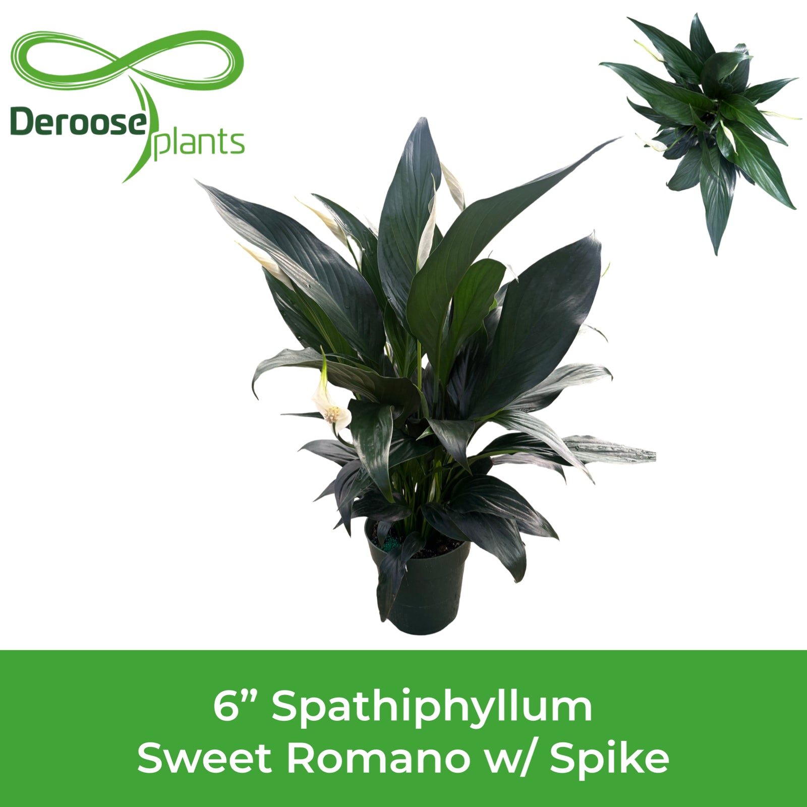 6" Spathiphyllum Sweet Romano