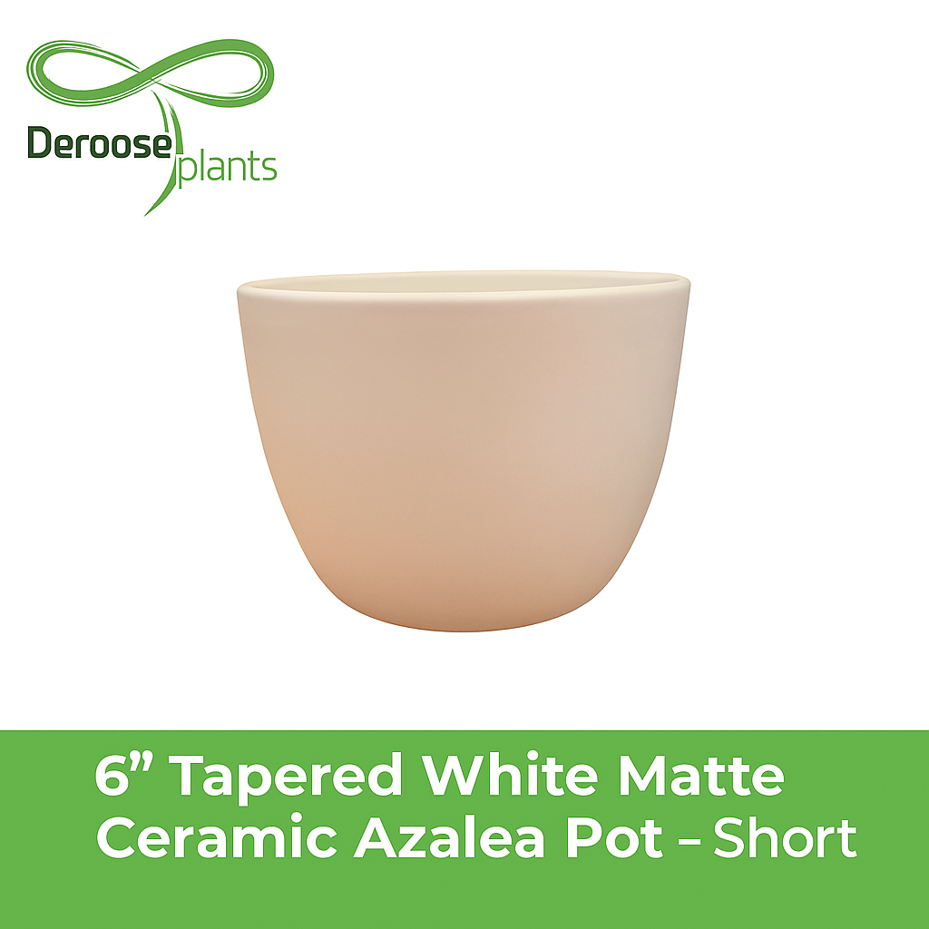 6” Tapered White Matte Ceramic Azalea Pots – Short