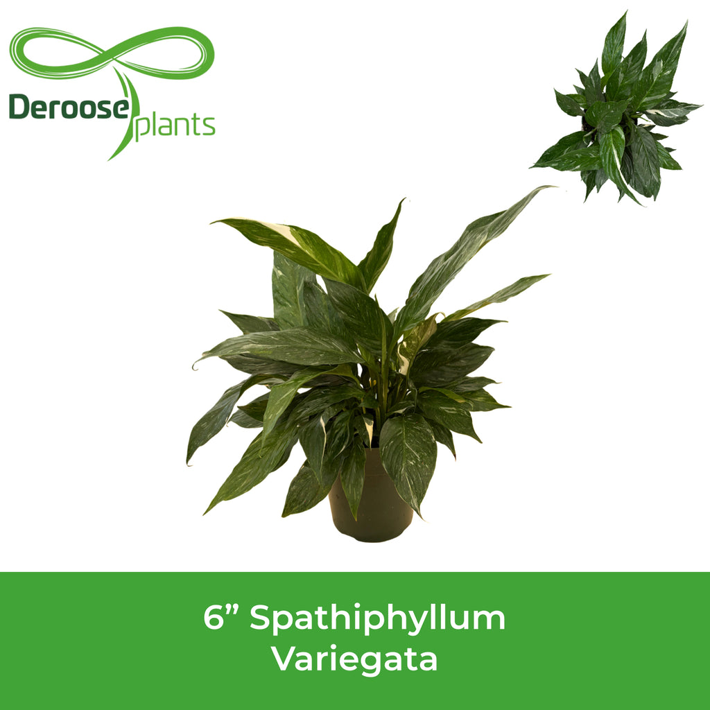 6" Spathiphyllum Variegata