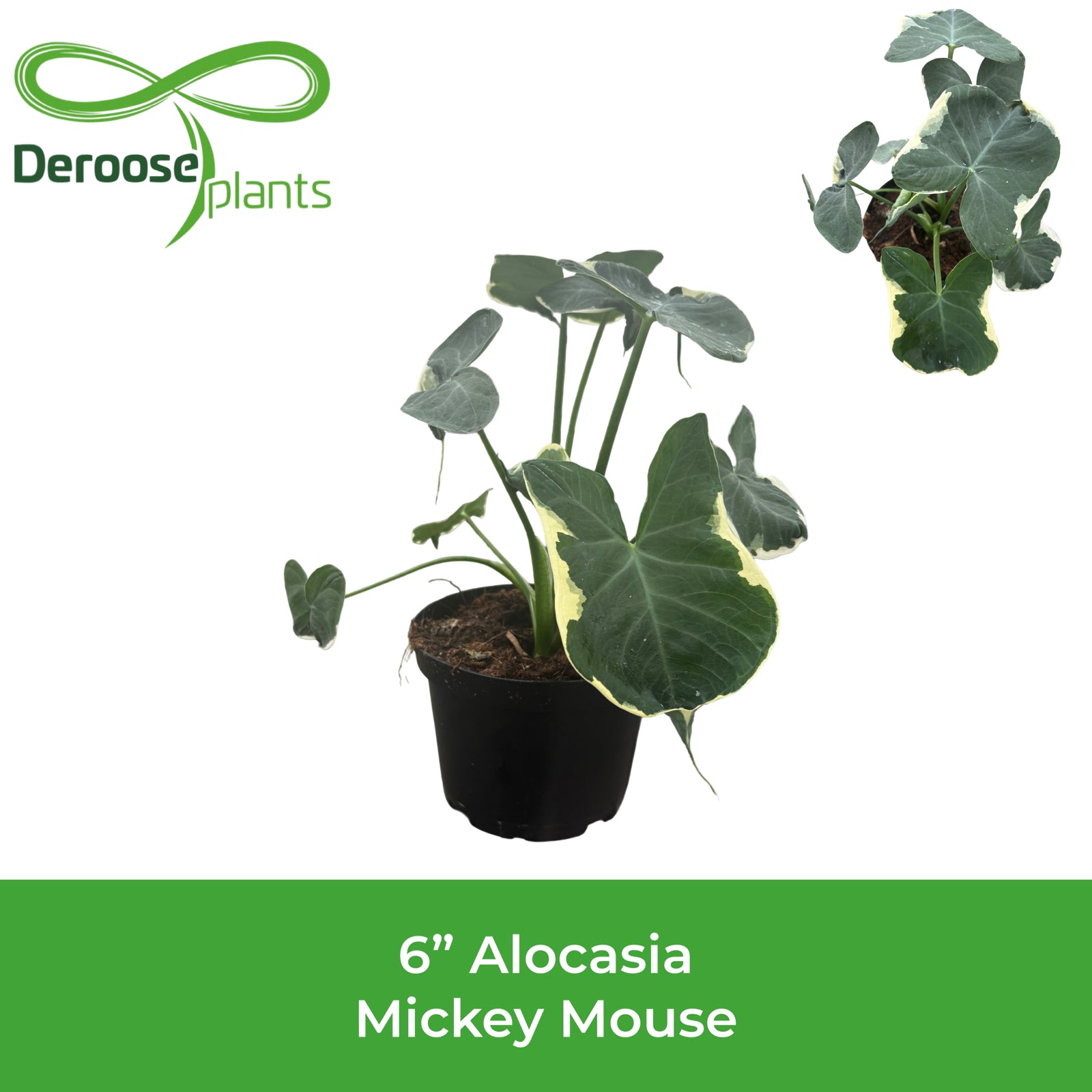 6" Alocasia Mickey Mouse
