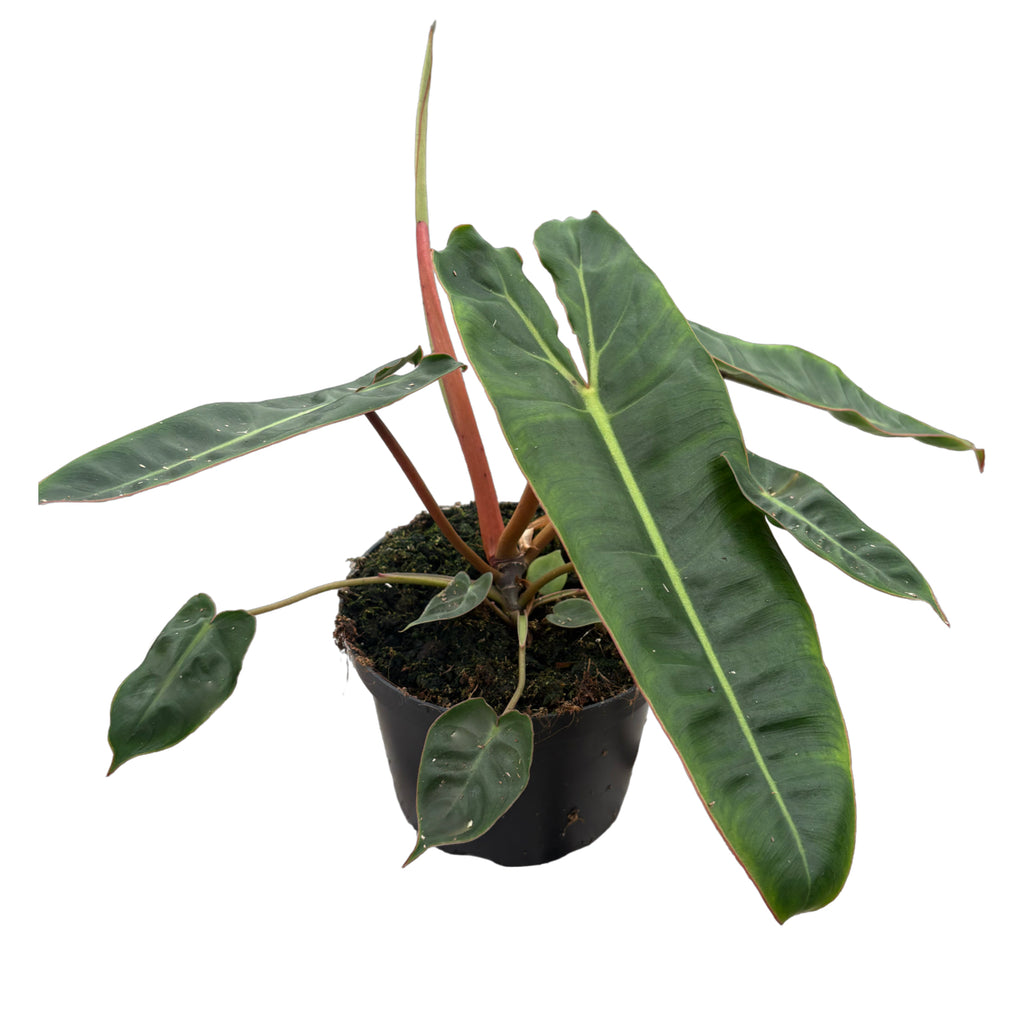 6" Philodendron Billietiae