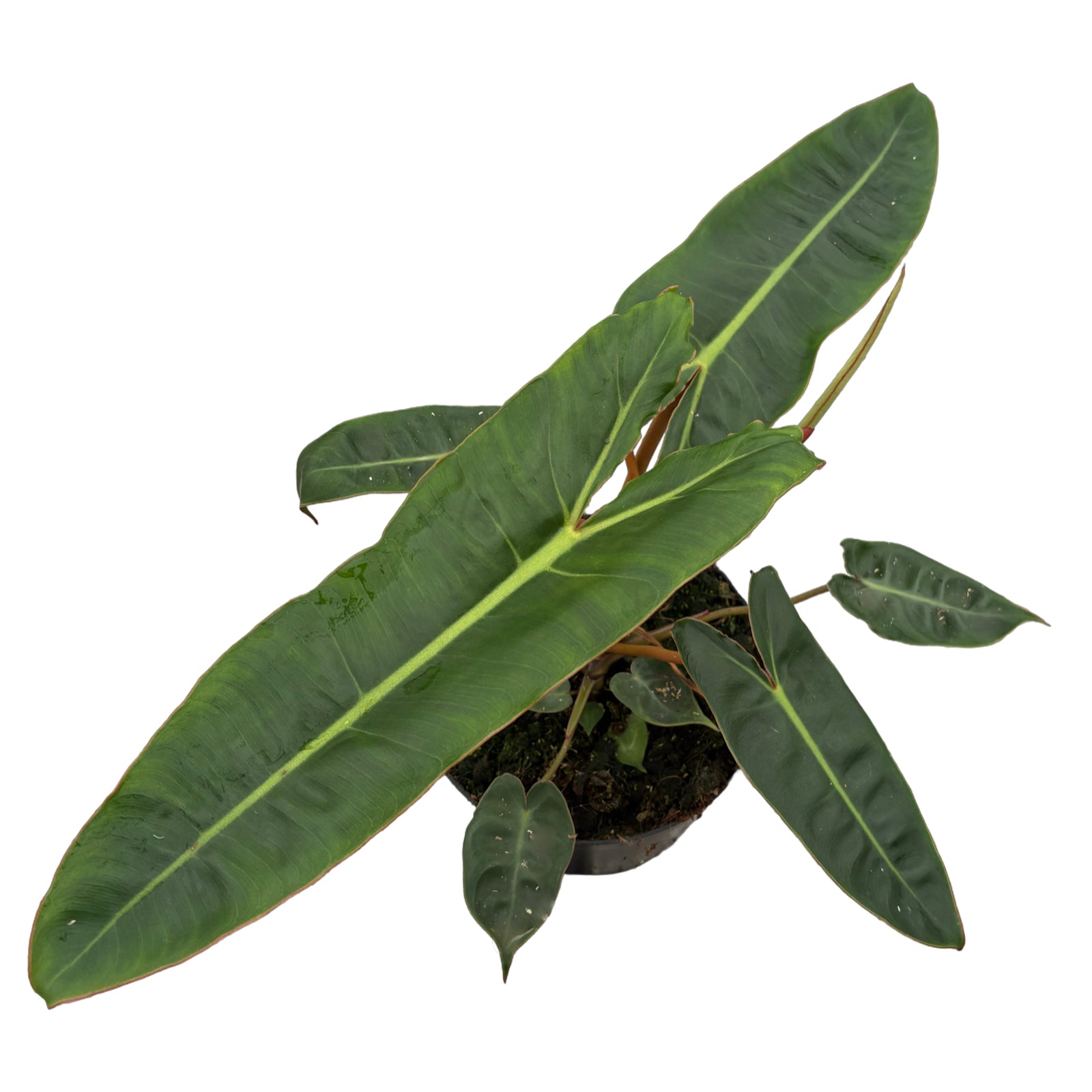 6" Philodendron Billietiae