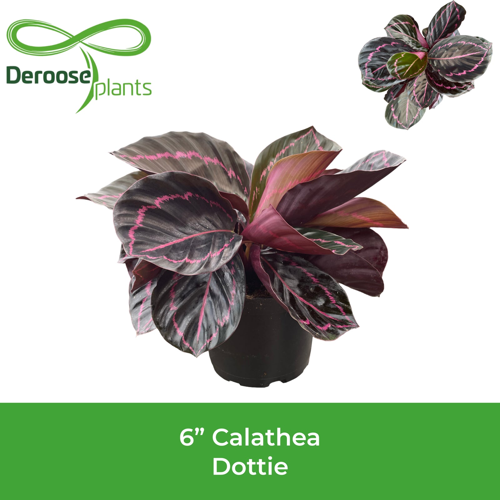 6" Calathea Dottie