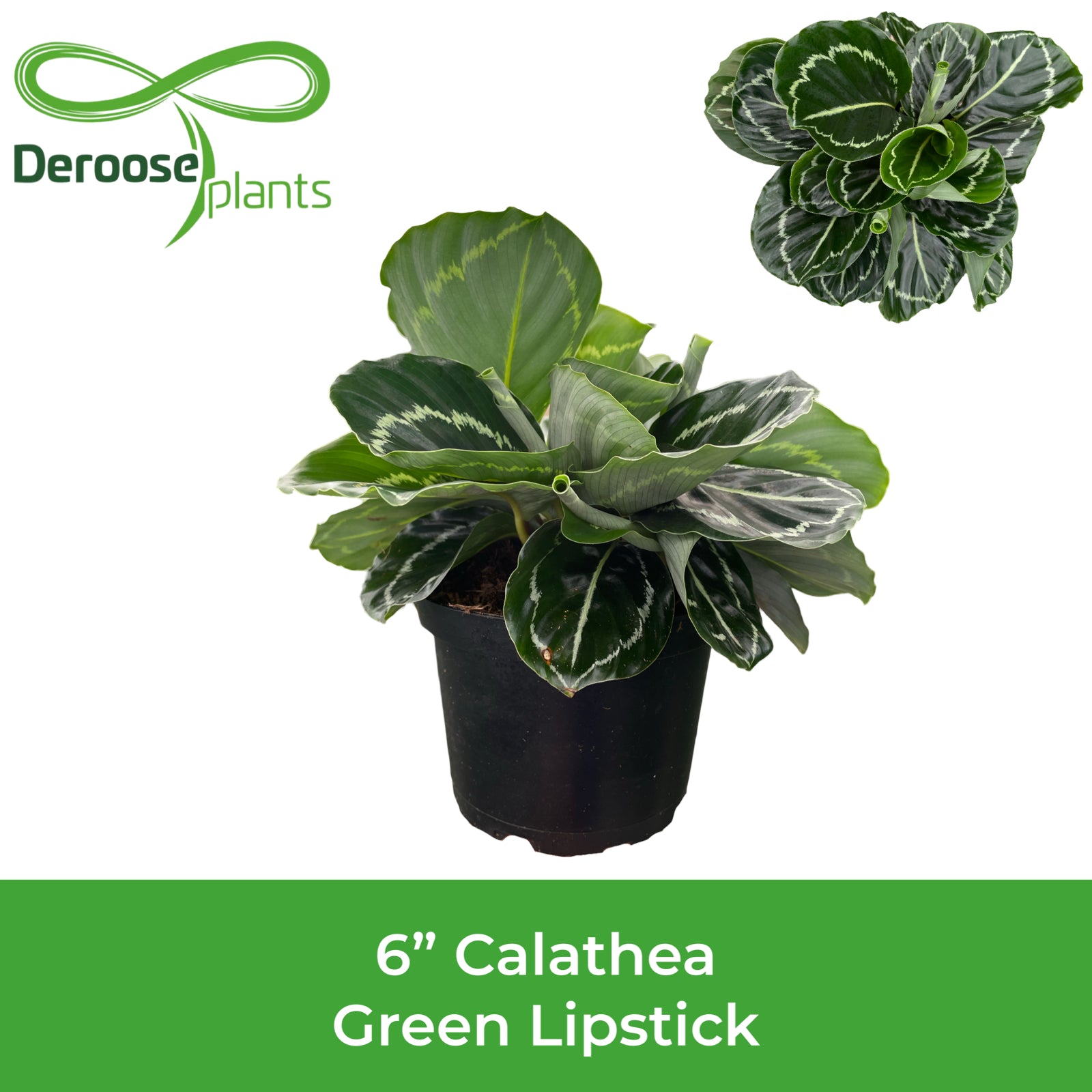 6" Calathea Green Lipstick