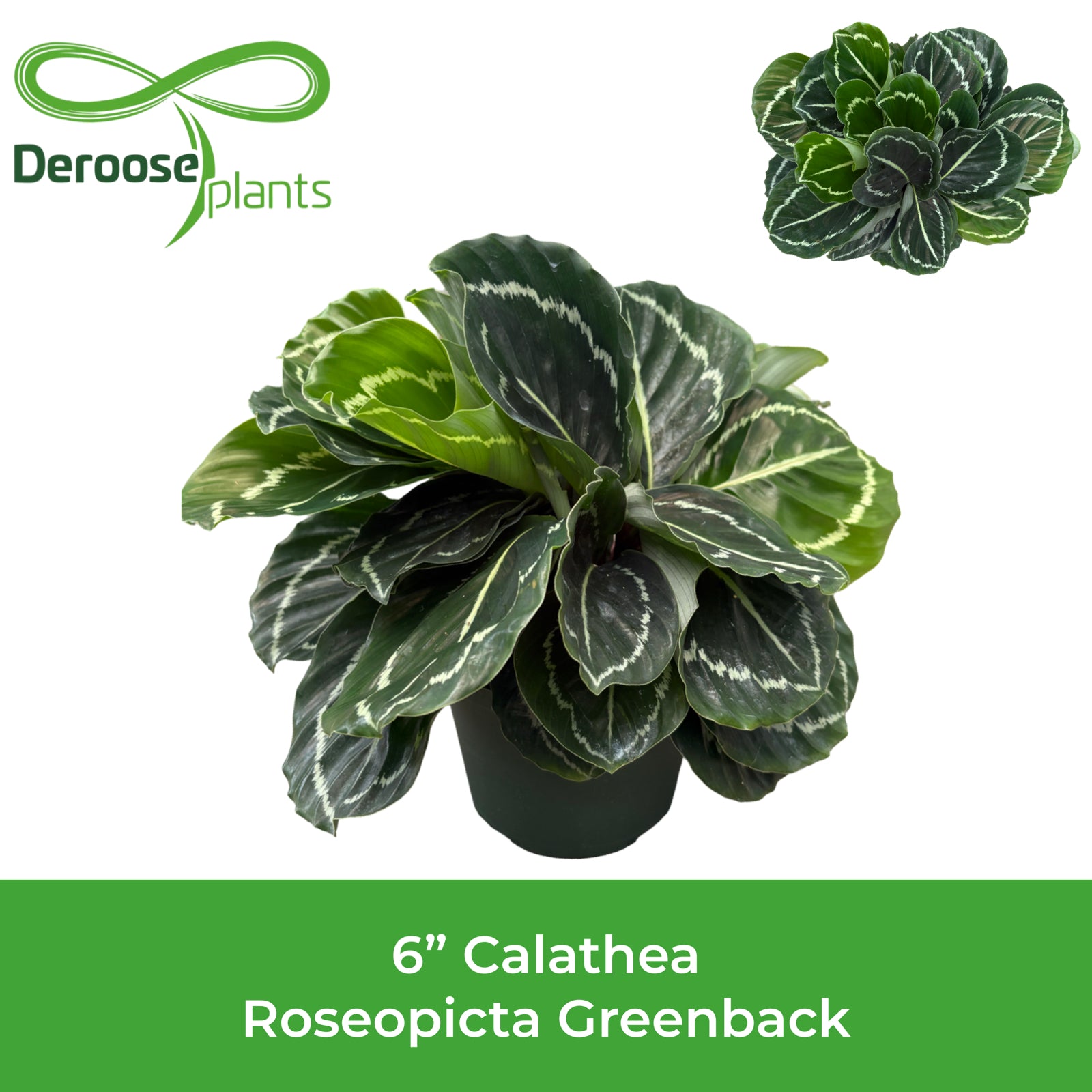 6" Calathea Roseopicta Greenback