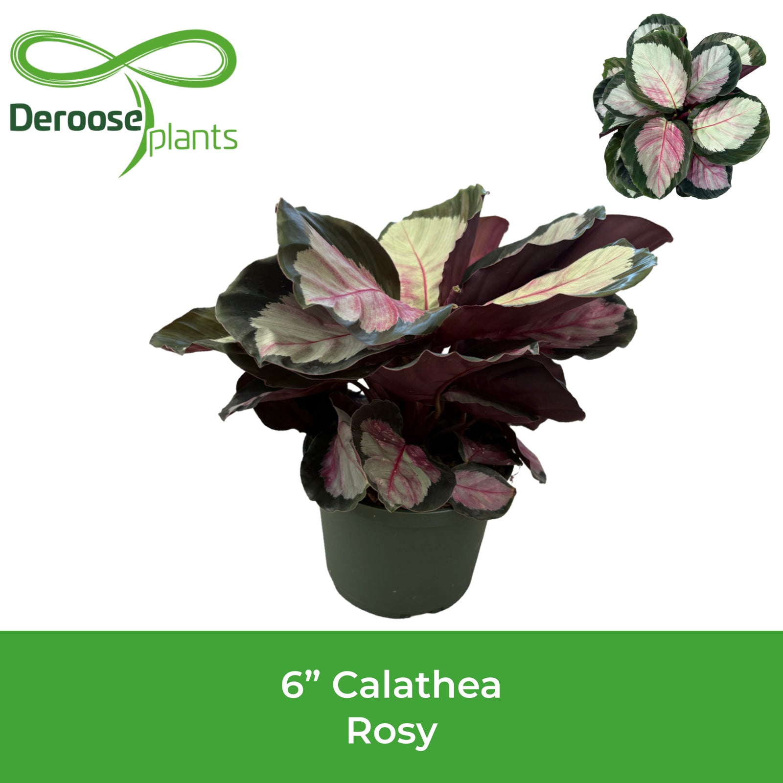6" Calathea Rosy
