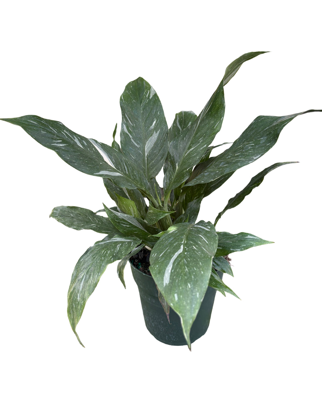 6" Spathiphyllum Jet Diamond