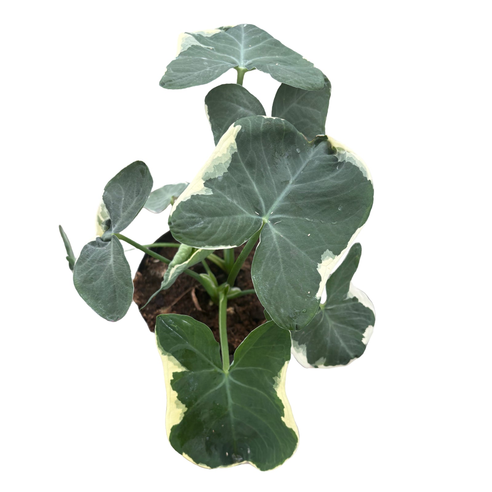 6" Alocasia Mickey Mouse