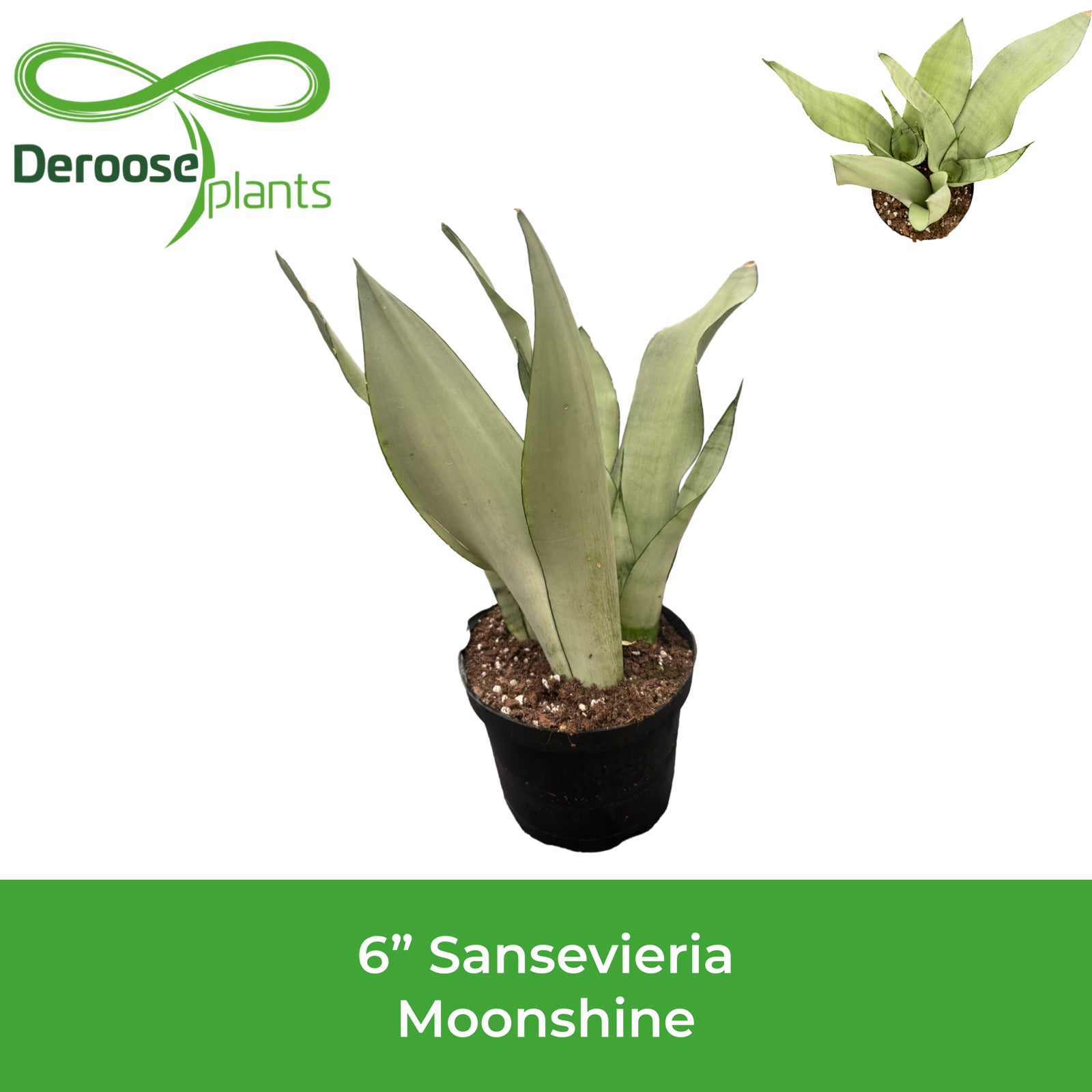 6" Sansevieria Moonshine