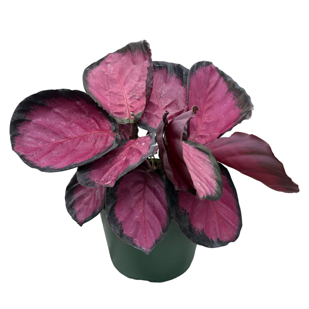 6" Calathea Mysty Red