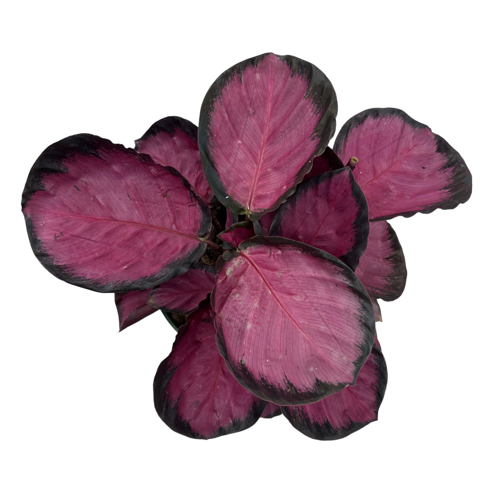 6" Calathea Mysty Red