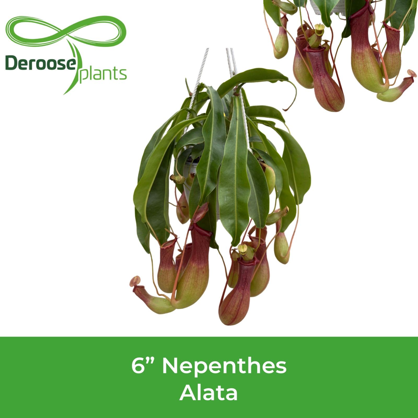 6" Nepenthes Alata