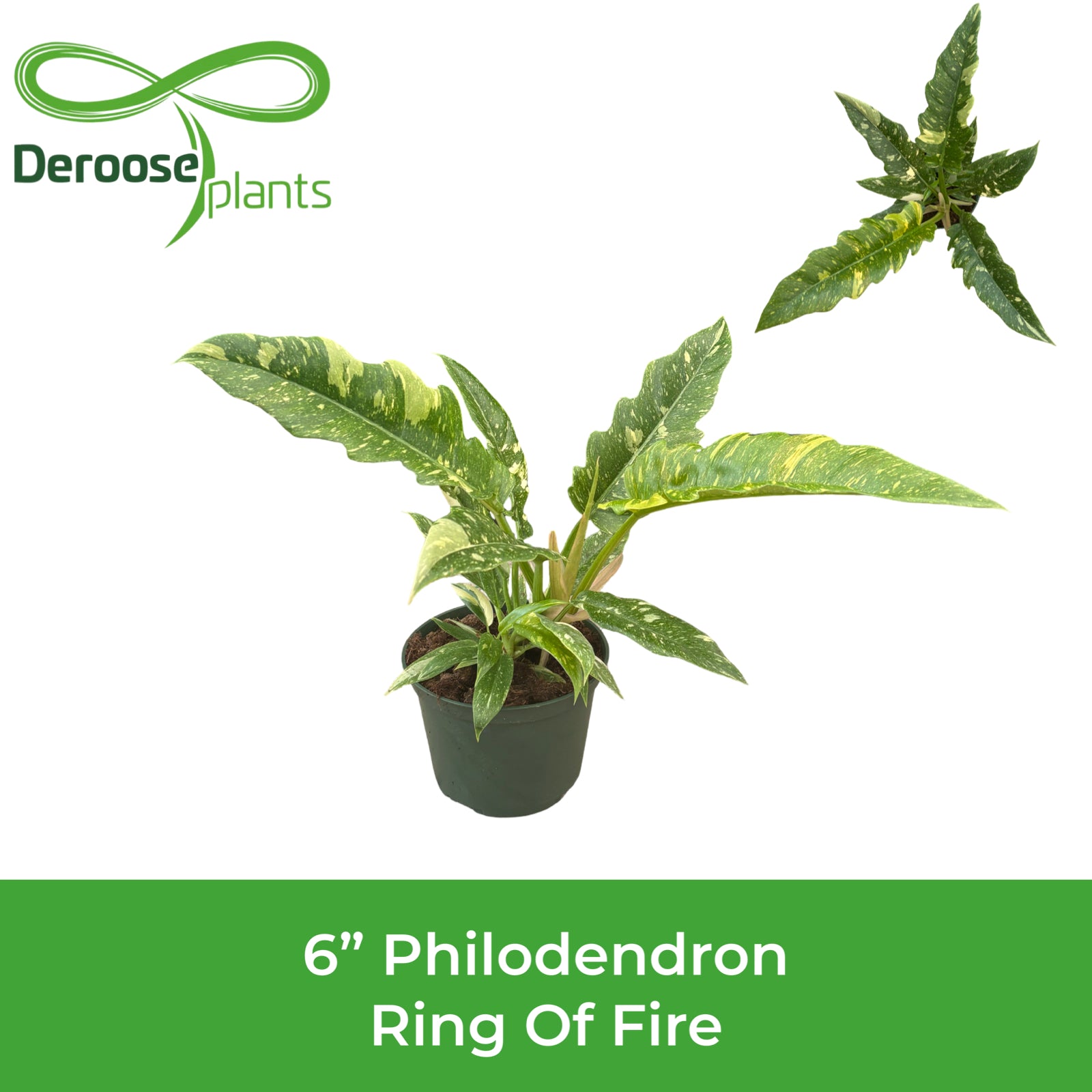 6" Philodendron Ring Of Fire