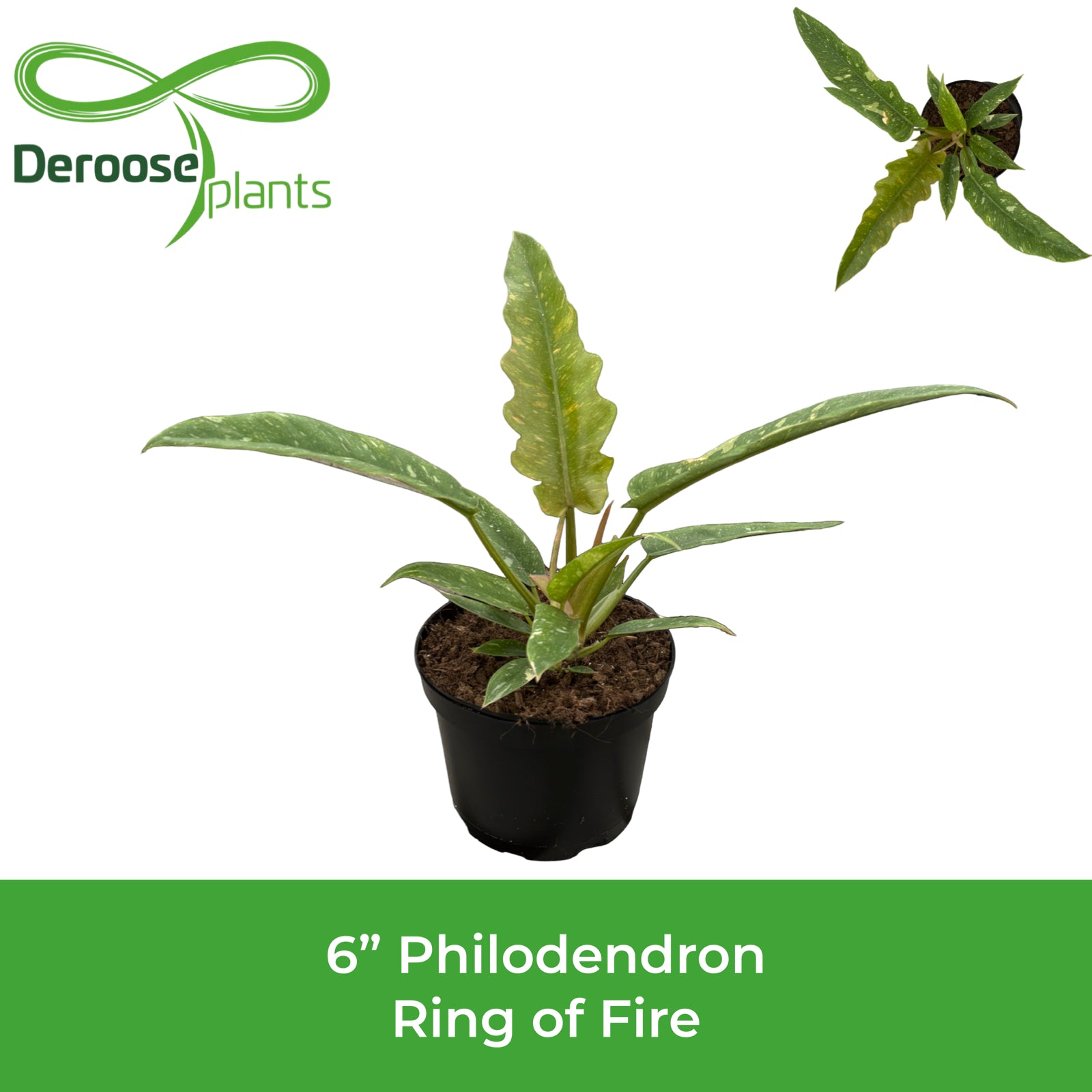 6" Philodendron Ring Of Fire