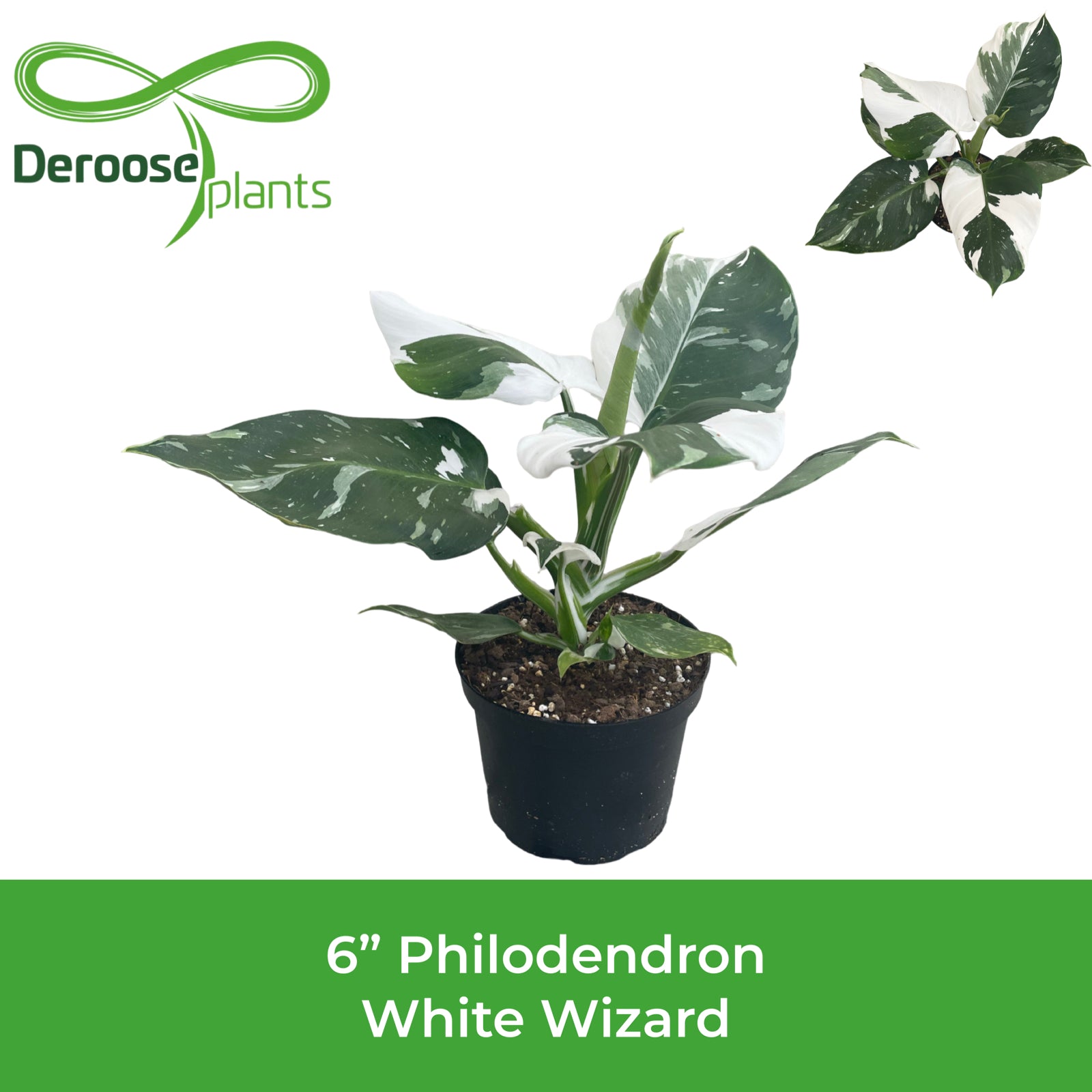 6" Philodendron White Wizard