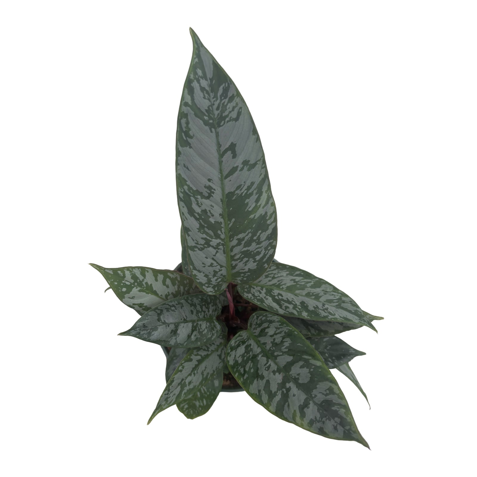 6" Apoballis Purple Sword