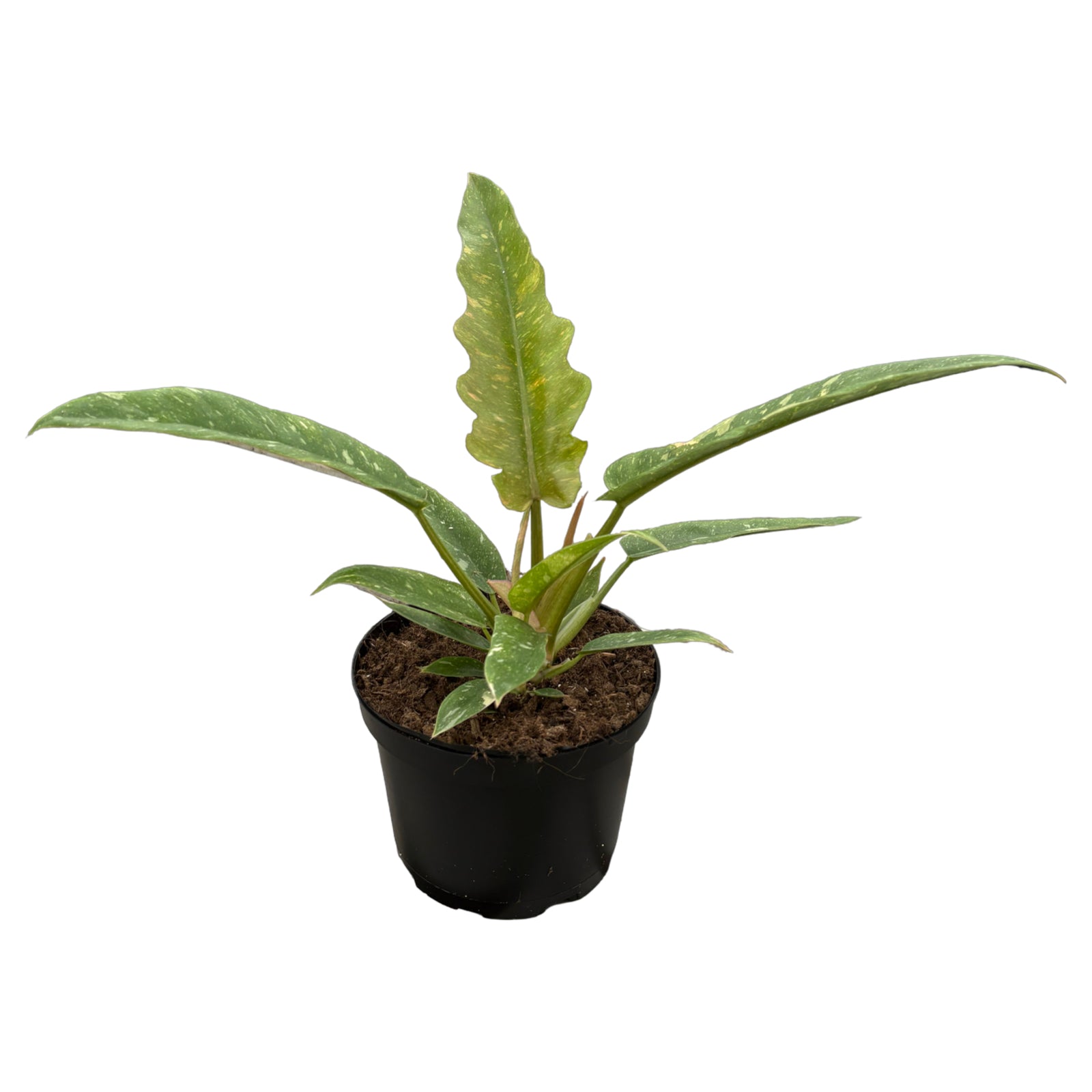 6" Philodendron Ring Of Fire