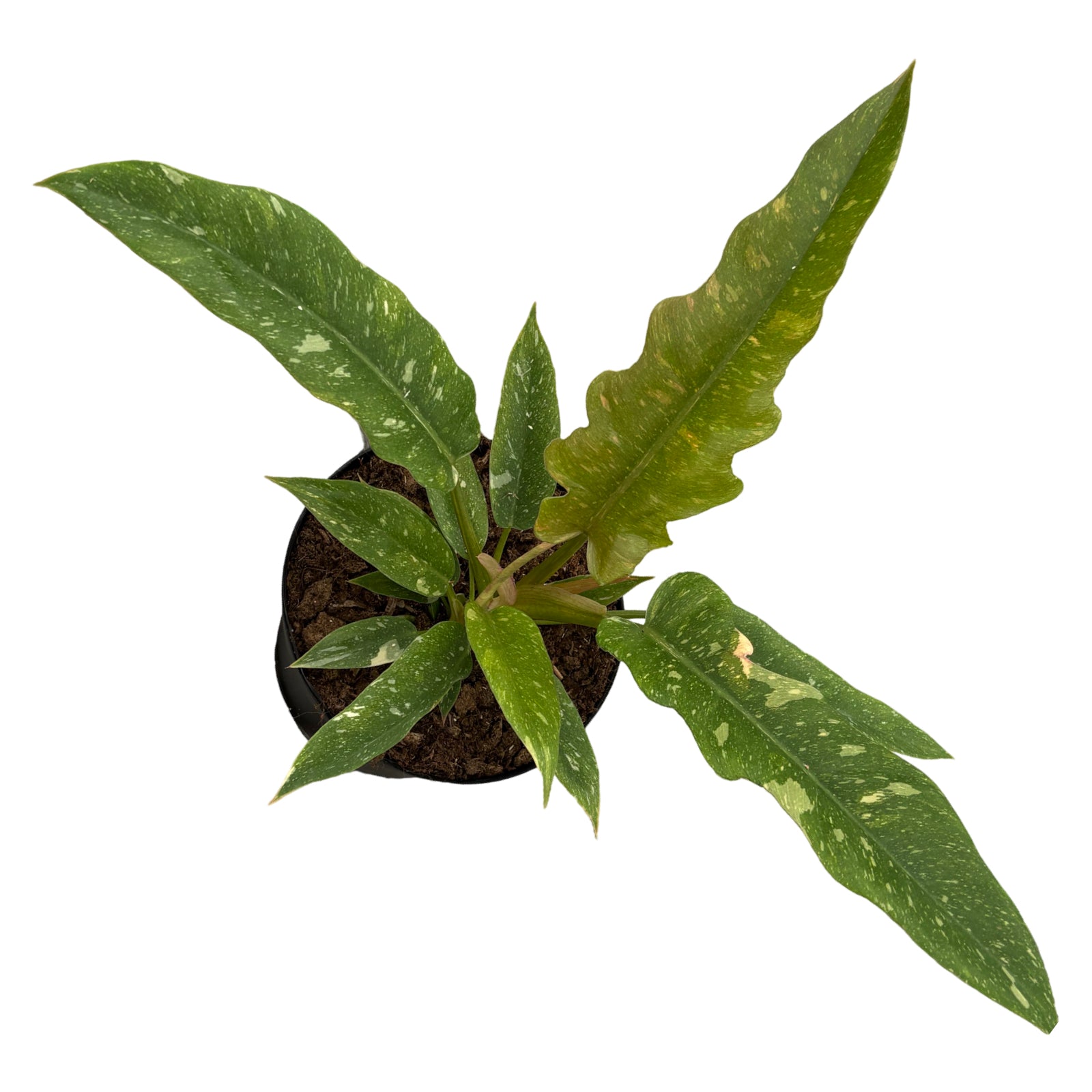 6" Philodendron Ring Of Fire