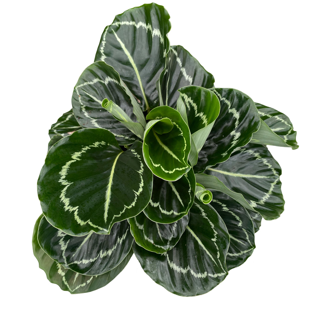6" Calathea Roseopicta Greenback