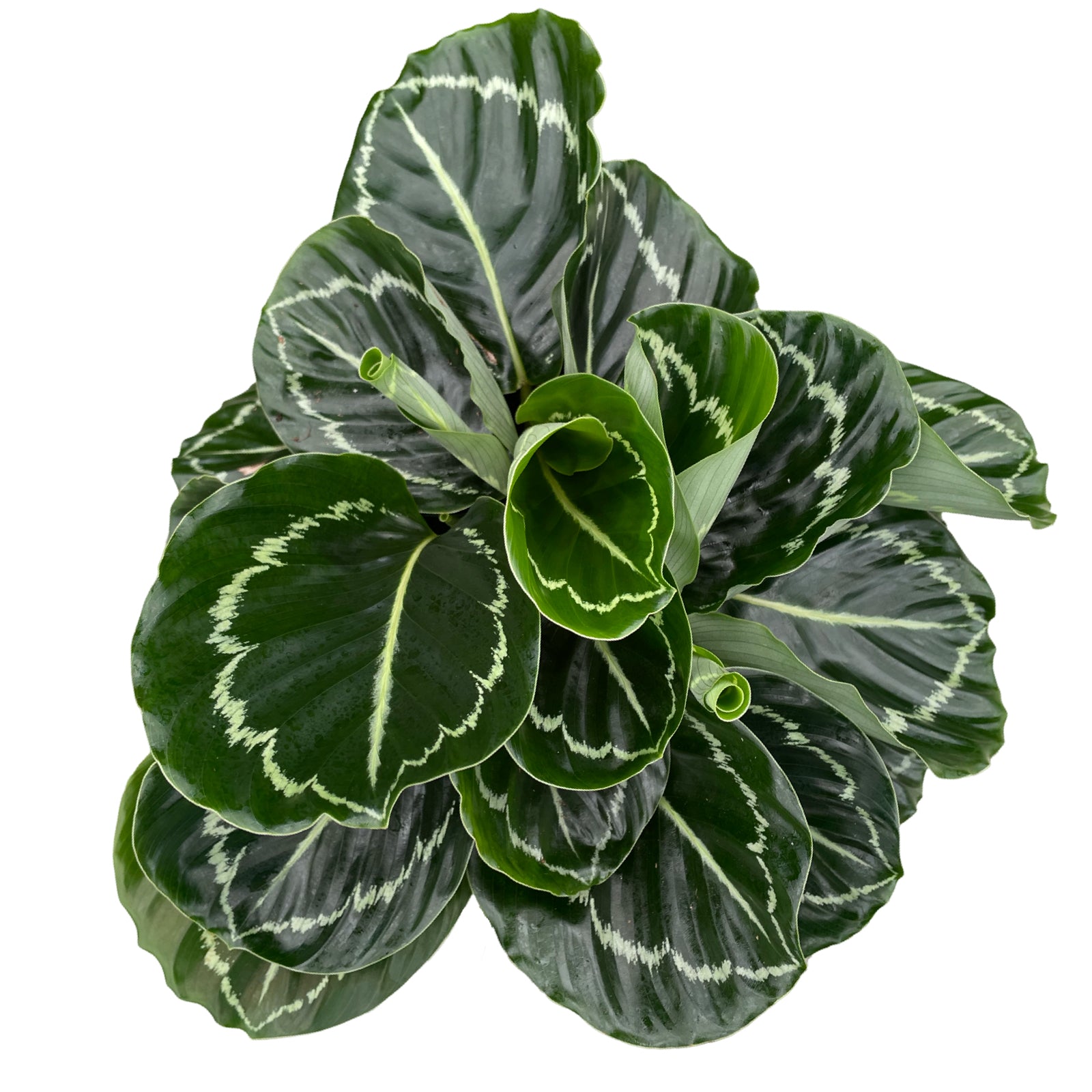 6" Calathea Roseopicta Greenback
