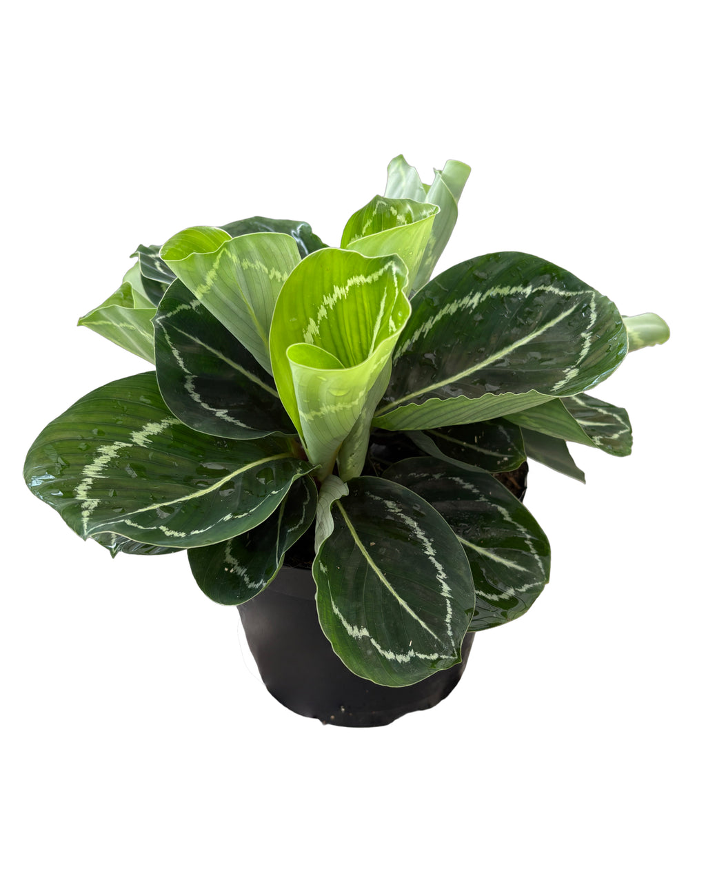 6" Calathea Roseopicta Greenback