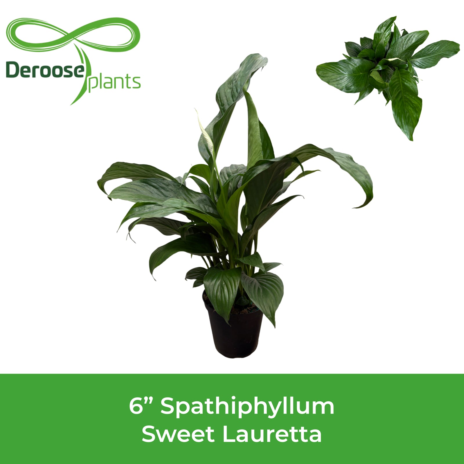 6" Spathiphyllum Sweet Lauretta w/ Spikes