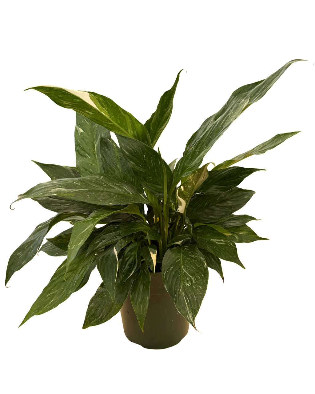 6" Spathiphyllum Variegata