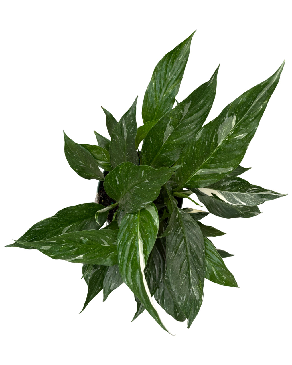 6" Spathiphyllum Variegata