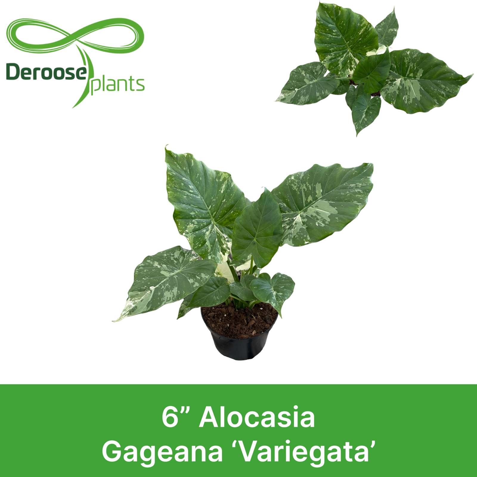 6" Alocasia Gageana 'Variegata'