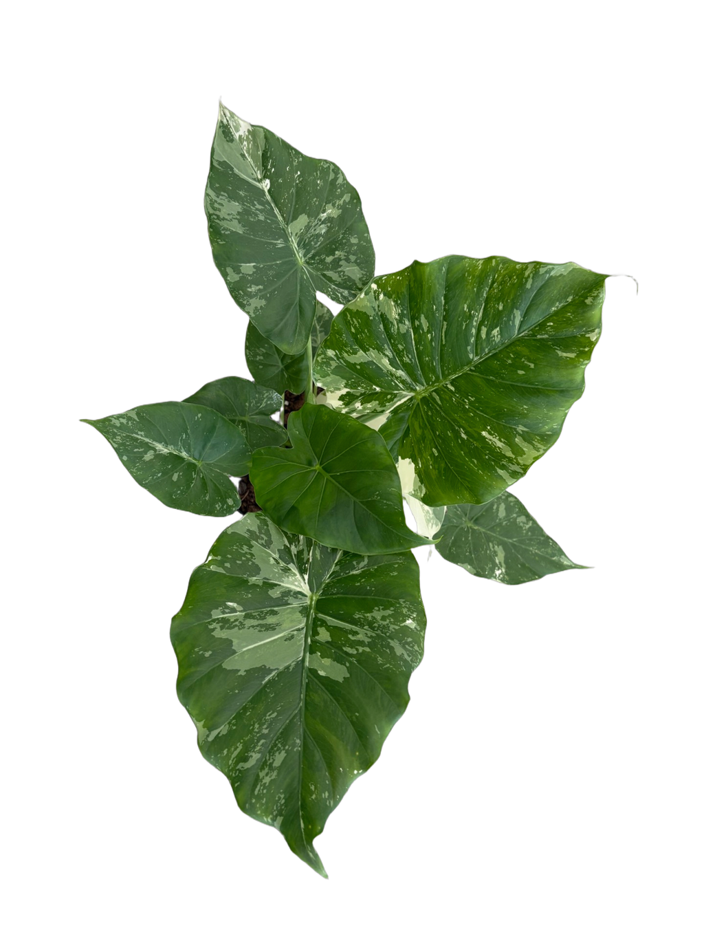 6" Alocasia Gageana 'Variegata'