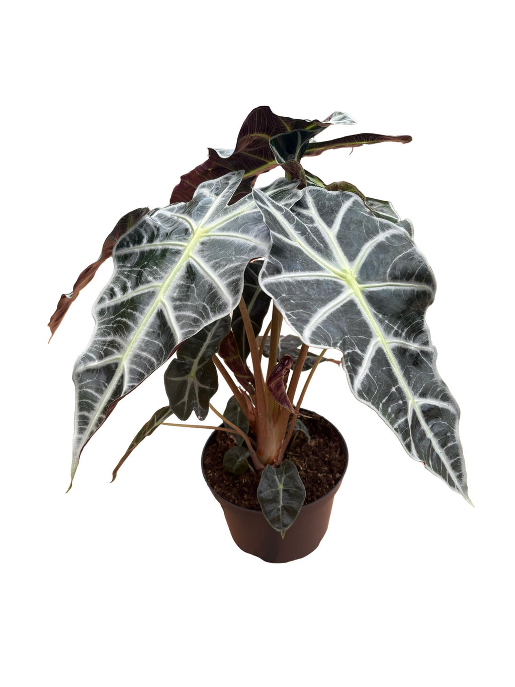 6" Alocasia Polly