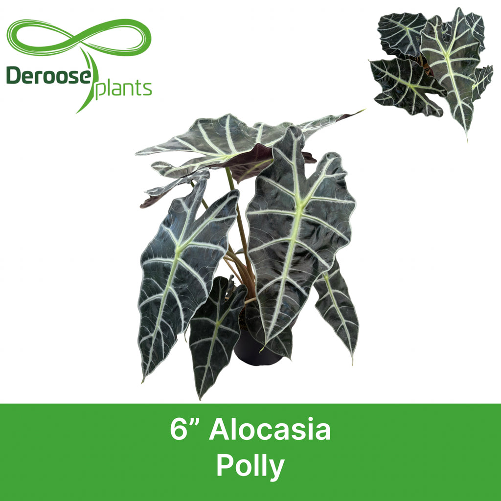 6" Alocasia Polly