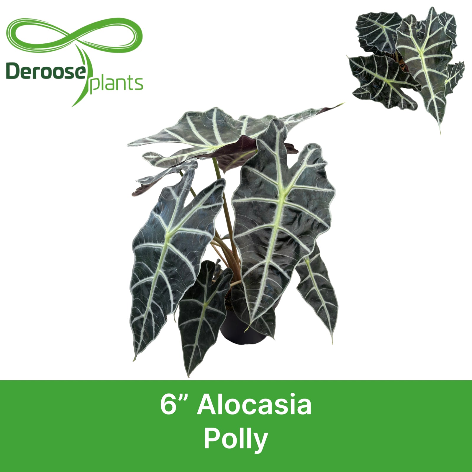 6" Alocasia Polly