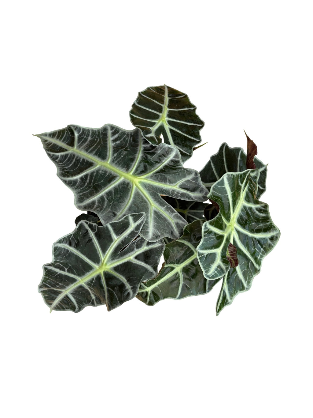 6" Alocasia Polly