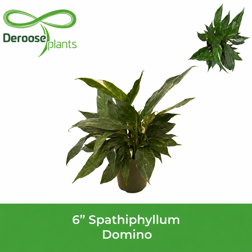 6" Spathiphyllum Domino